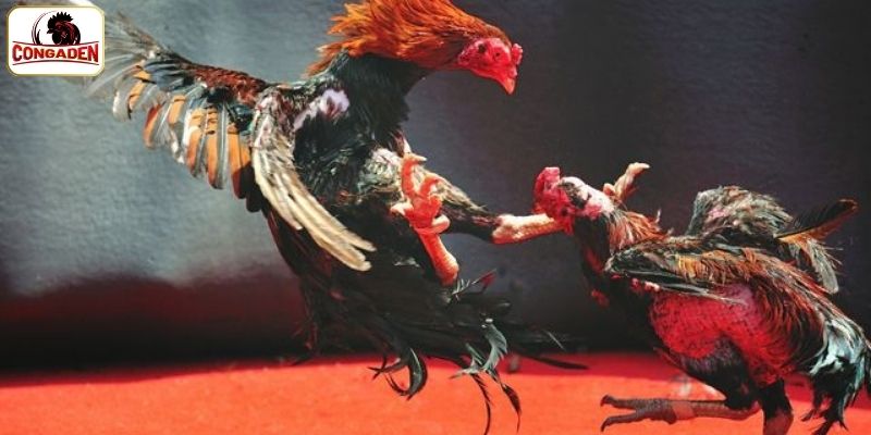 4 bước xem đá gà nhanh chóng tại CONGADEN 