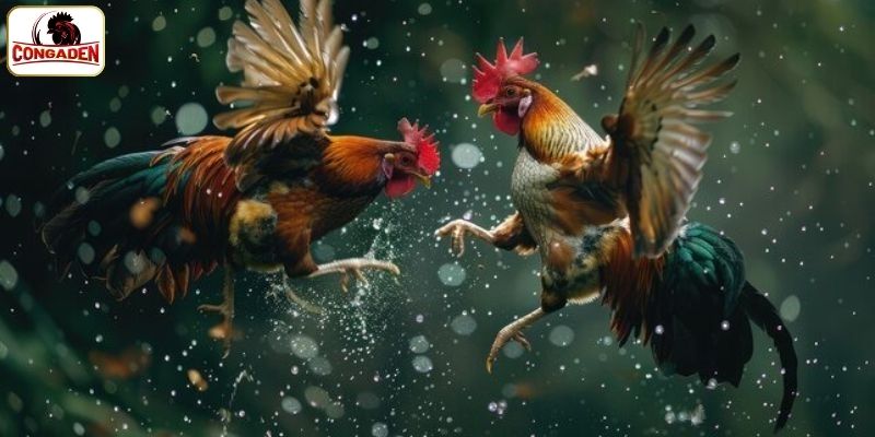 5 đấu trường được ưa thích tại CONGADEN 
