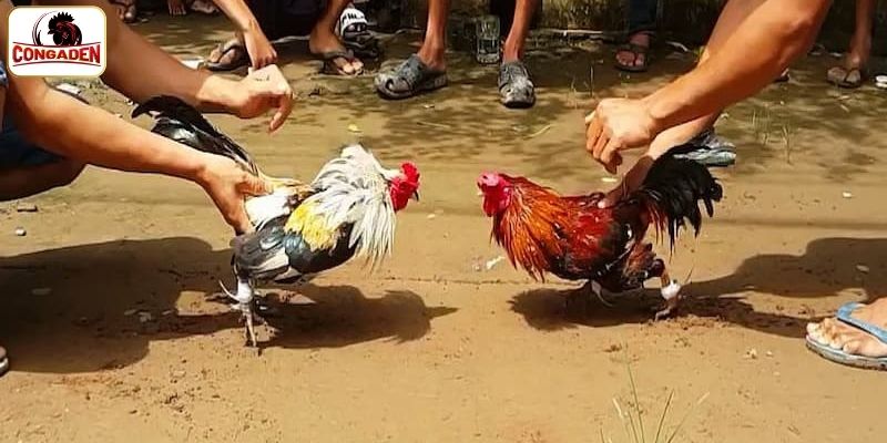 Chia sẻ bí quyết chơi đá gà Thomo từ chuyên gia