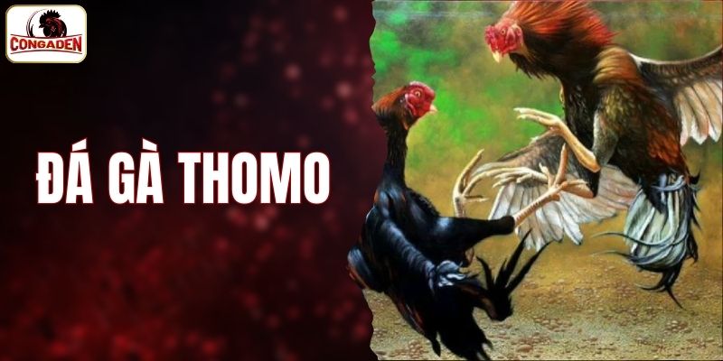 đá gà Thomo