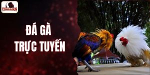 Đá gà trực tuyến