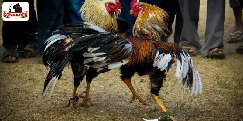 Khám phá nền tảng cá cược độc đáo đá gà SV368