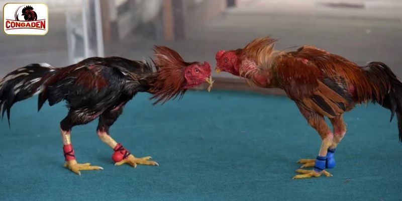 Những điều cần biết khi tham gia trường gà Savan