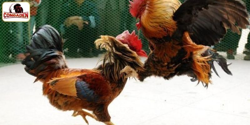 Quy tắc ghép cặp trong đá gà Thomo 