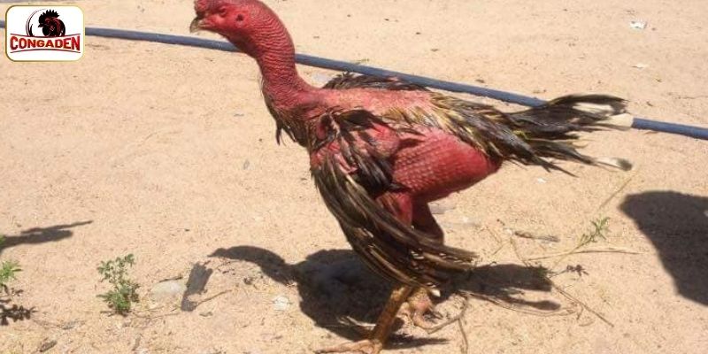 Số tiền mà gà chọi xám thần đã mang về cho chủ 