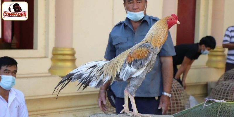 Thông tin chung về huyền thoại gà chọi xám thần 