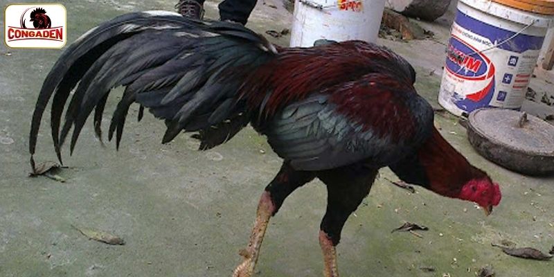 Thông tin về tiểu sử gà chọi ô bát giới 