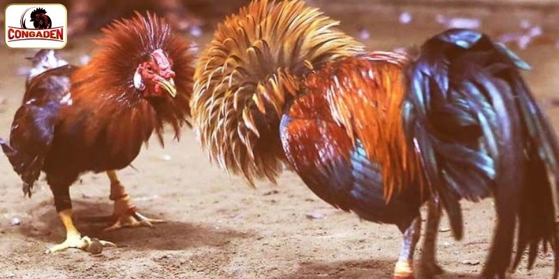 Trường gà Savan điểm đến đẳng cấp